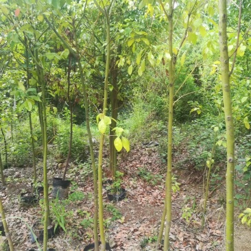 香樟苗