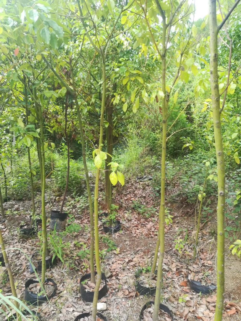 香樟苗