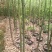 香樟苗