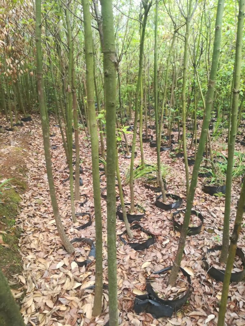 香樟苗