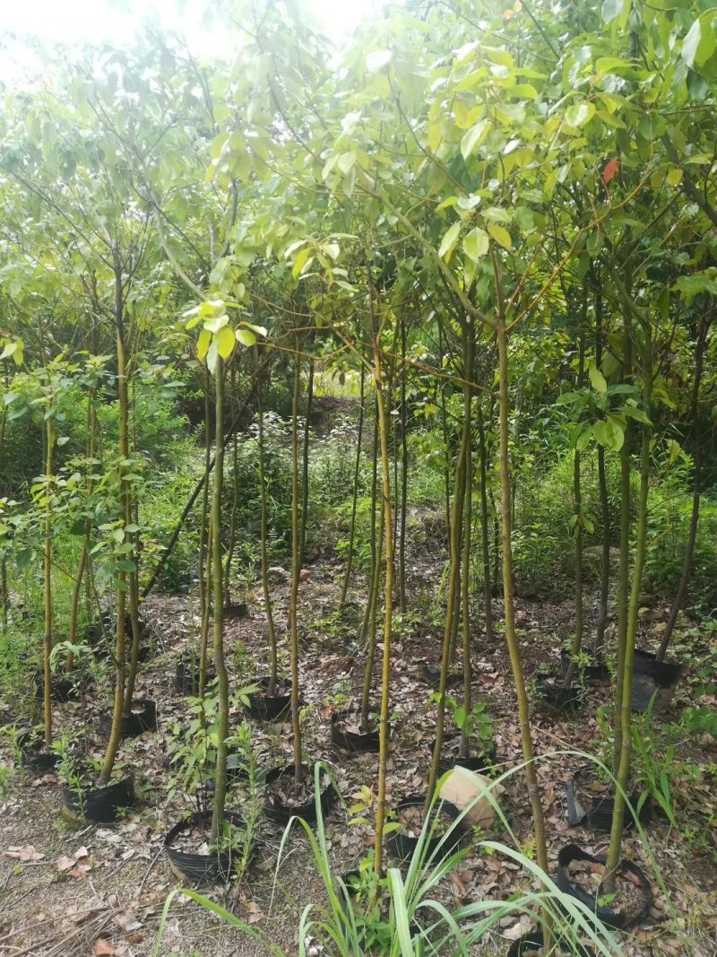 香樟苗