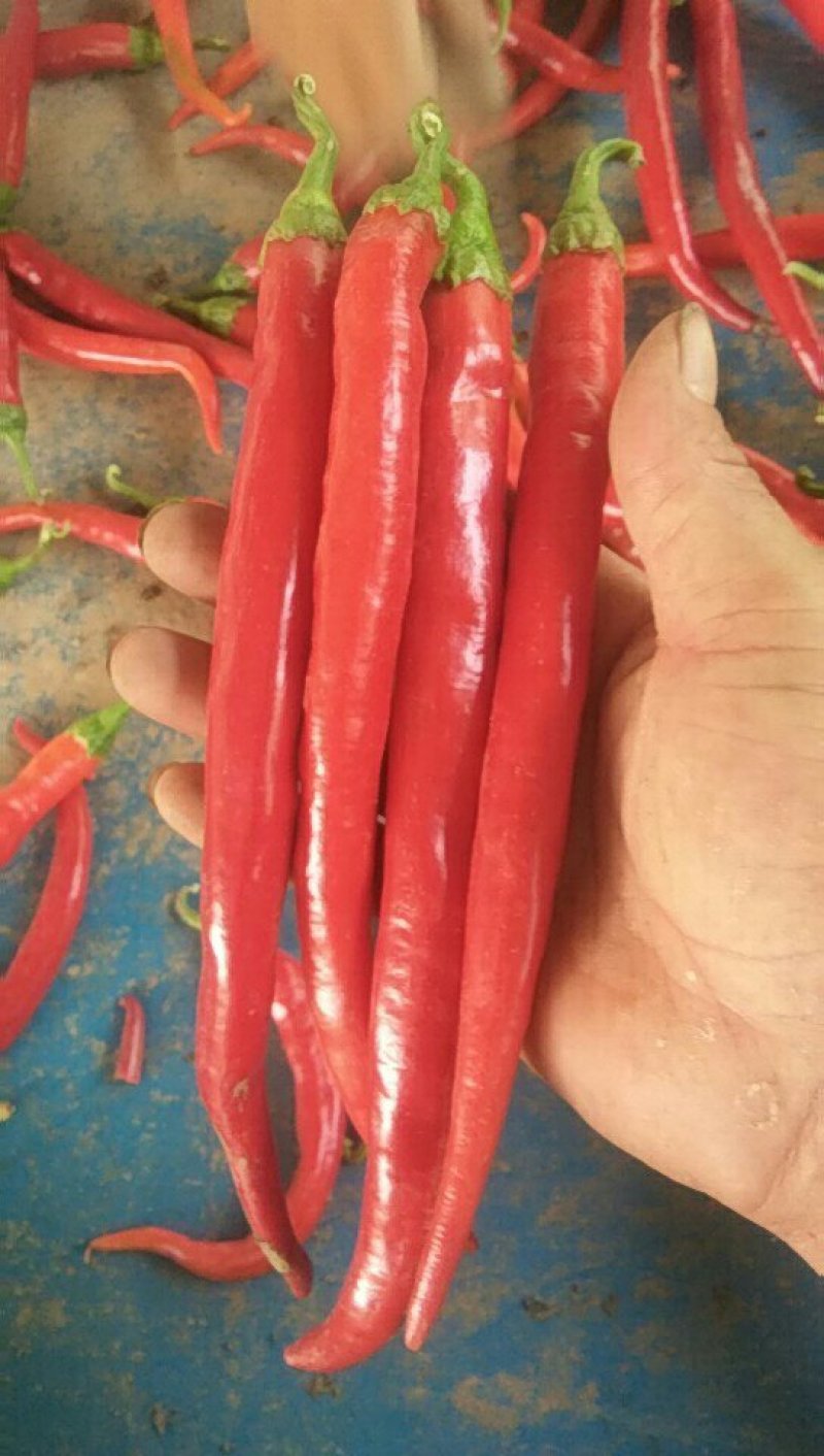 【牛商推荐】精品线椒产地直发常年供货保证质量