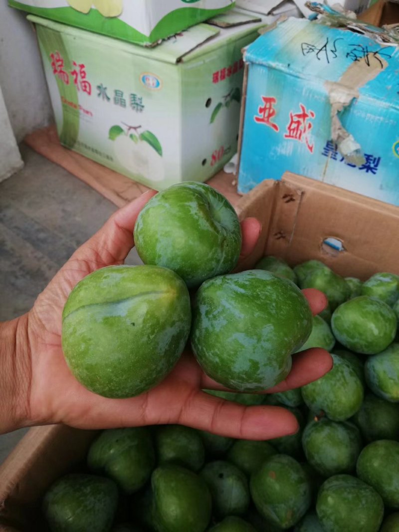 【有好货】黄金奈李苗1.2年生苗基地直销免费技术指导