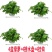 大绿萝盆栽室内长藤绿箩植物吊兰吸除甲醛绿植水培植物花卉包