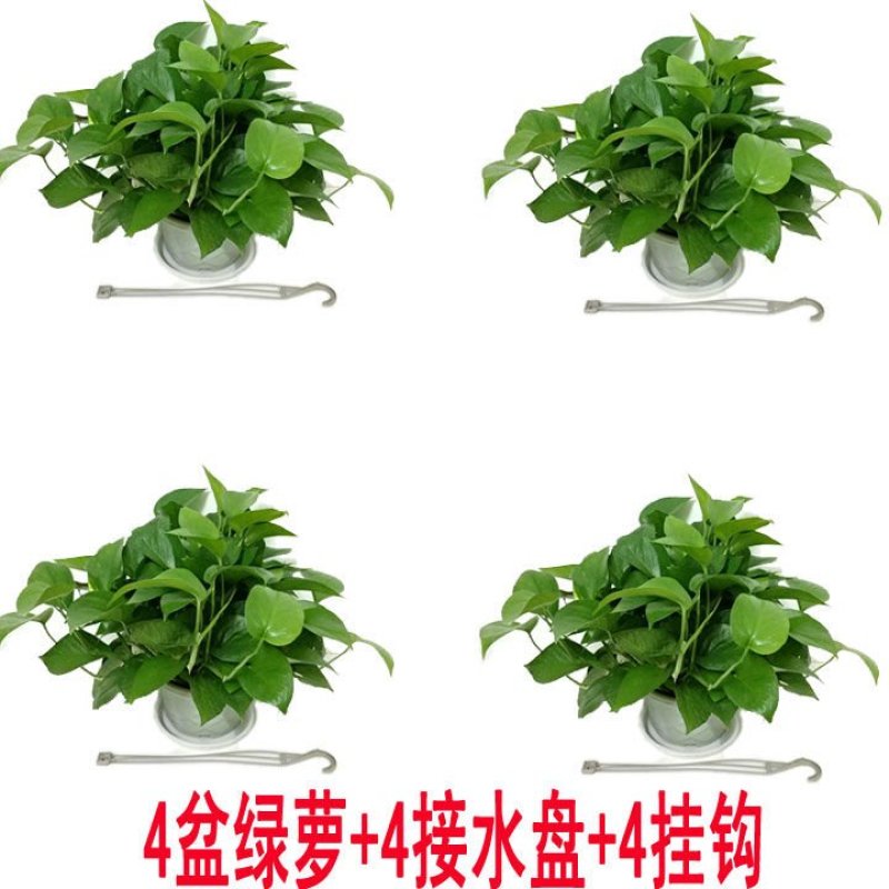 大绿萝盆栽室内长藤绿箩植物吊兰吸除甲醛绿植水培植物花卉包