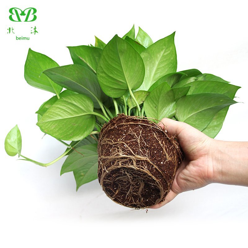 大绿萝盆栽室内长藤绿箩植物吊兰吸除甲醛绿植水培植物花卉包