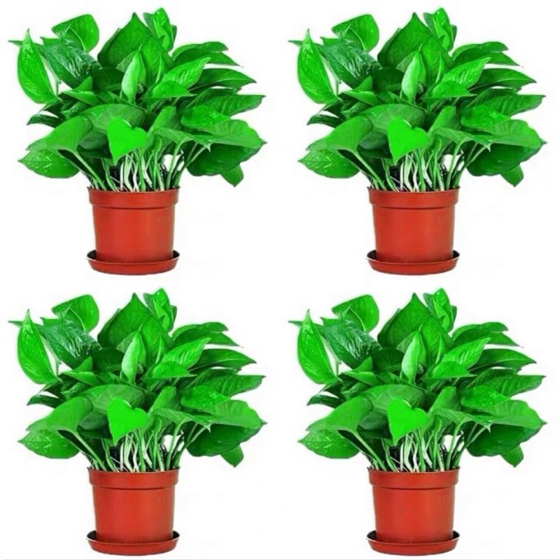 大绿萝盆栽室内长藤绿箩植物吊兰吸除甲醛绿植水培植物花卉包