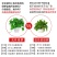 大绿萝盆栽室内长藤绿箩植物吊兰吸除甲醛绿植水培植物花卉包