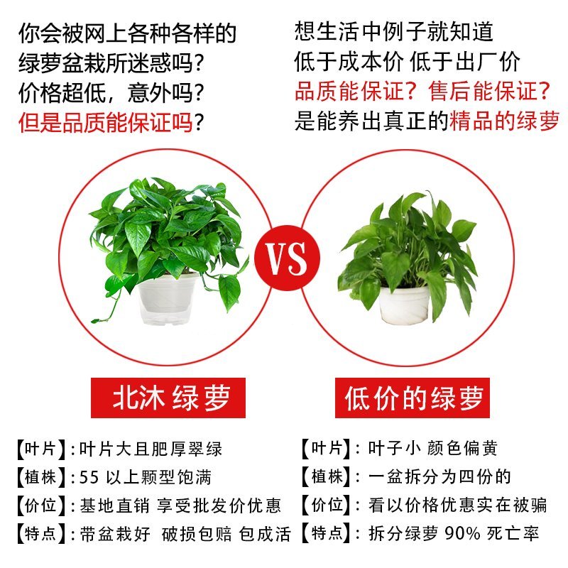 大绿萝盆栽室内长藤绿箩植物吊兰吸除甲醛绿植水培植物花卉包