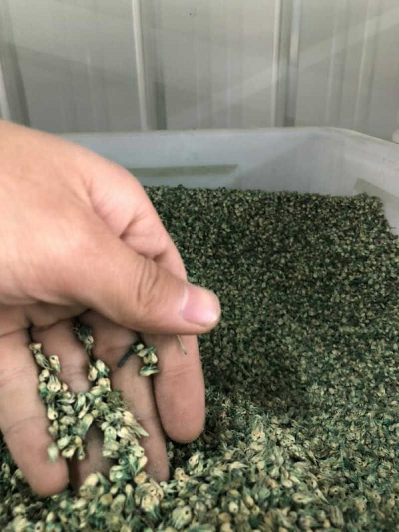 护坡草坪种子有哪些，早熟禾，高羊茅，黑麦草。