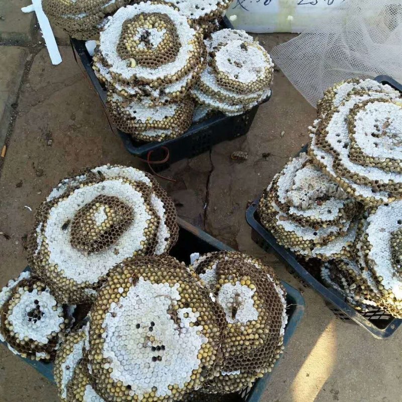 大量野生蜂蛹出售