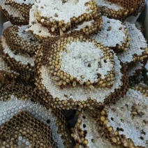 大量野生蜂蛹出售