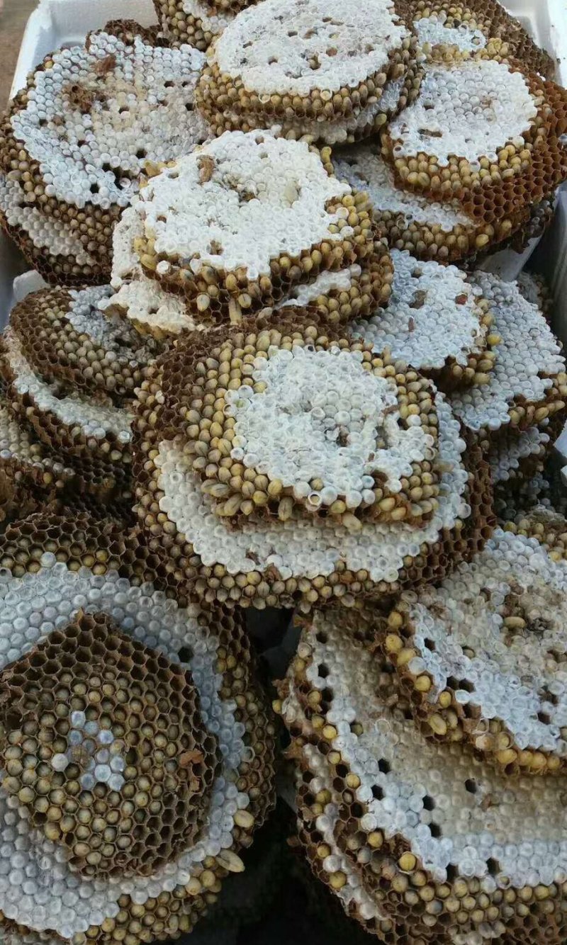 大量野生蜂蛹出售