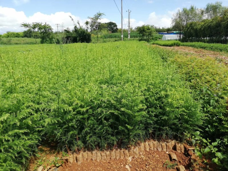柳衫云南本地货苗好，成活率高，规格20-40分。