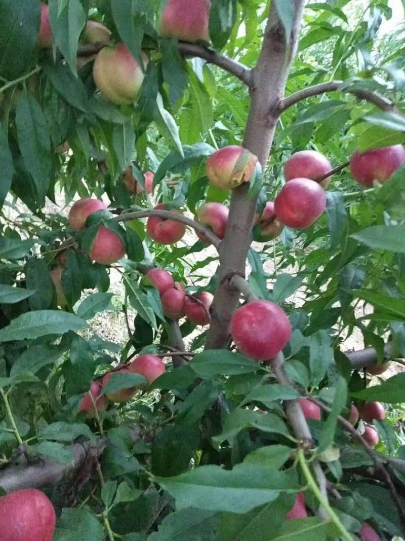珍珠枣油桃