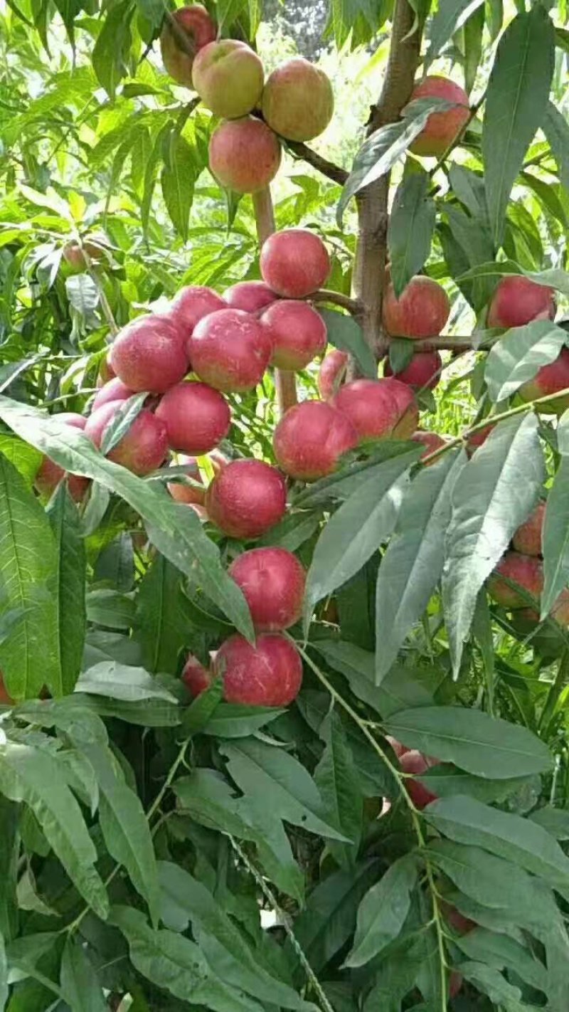 珍珠枣油桃