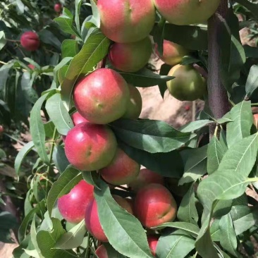 珍珠枣油桃