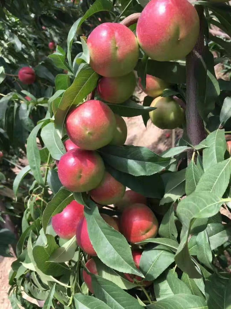 珍珠枣油桃