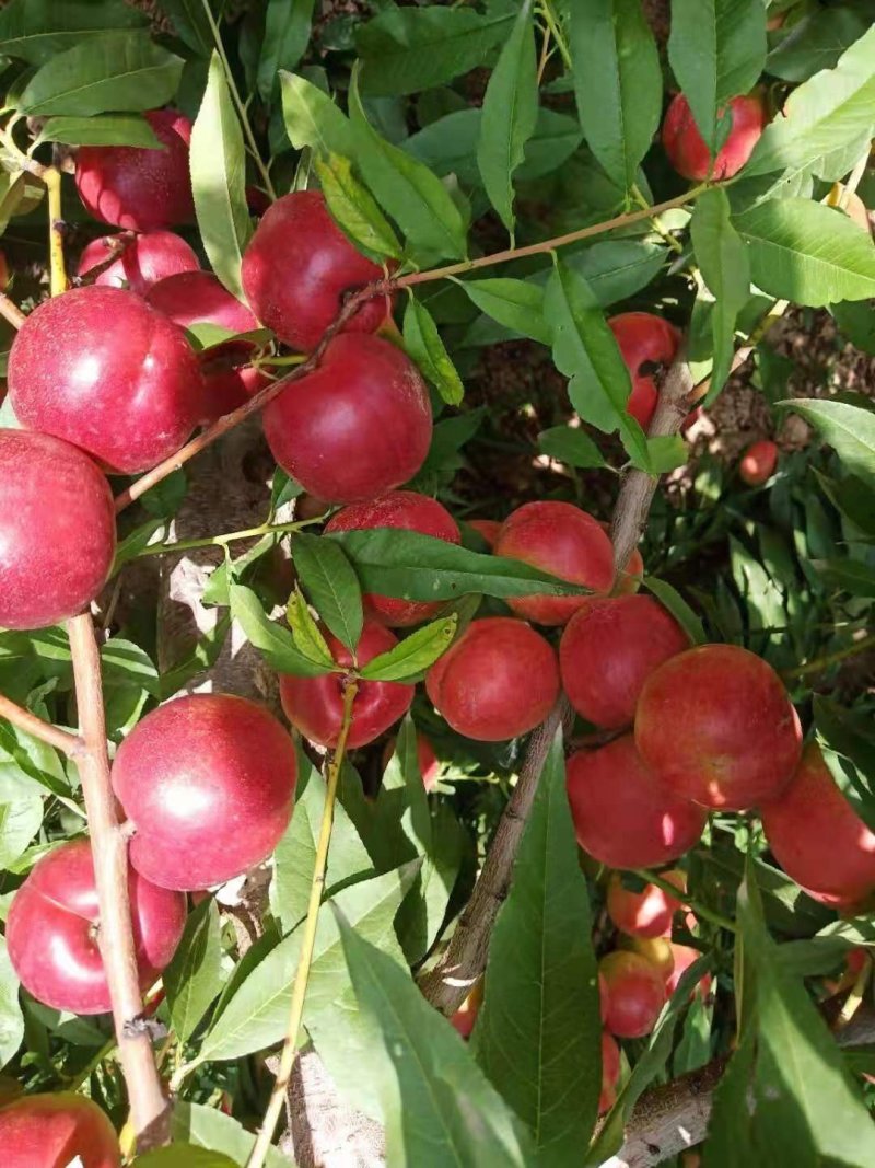 珍珠枣油桃