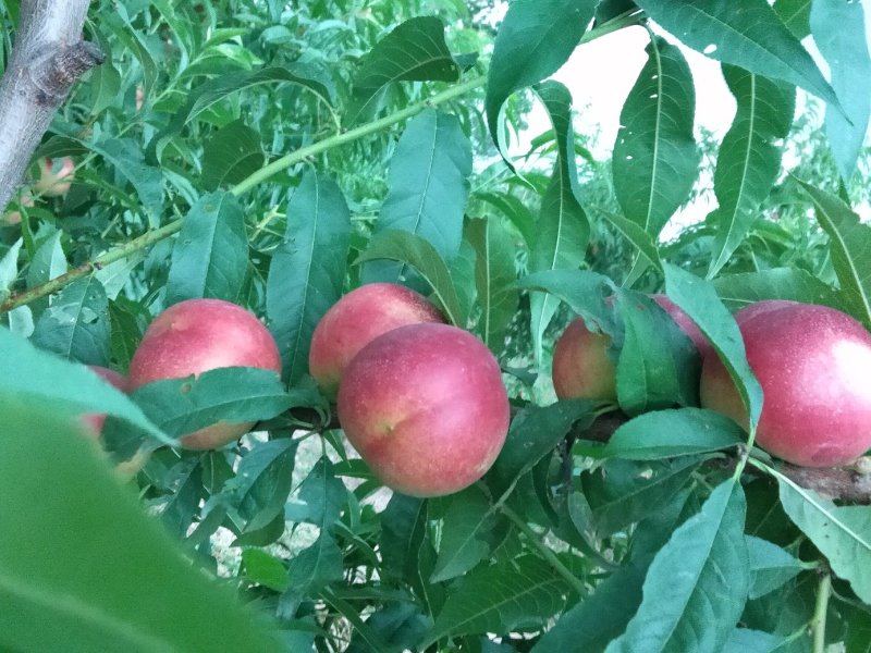 珍珠枣油桃