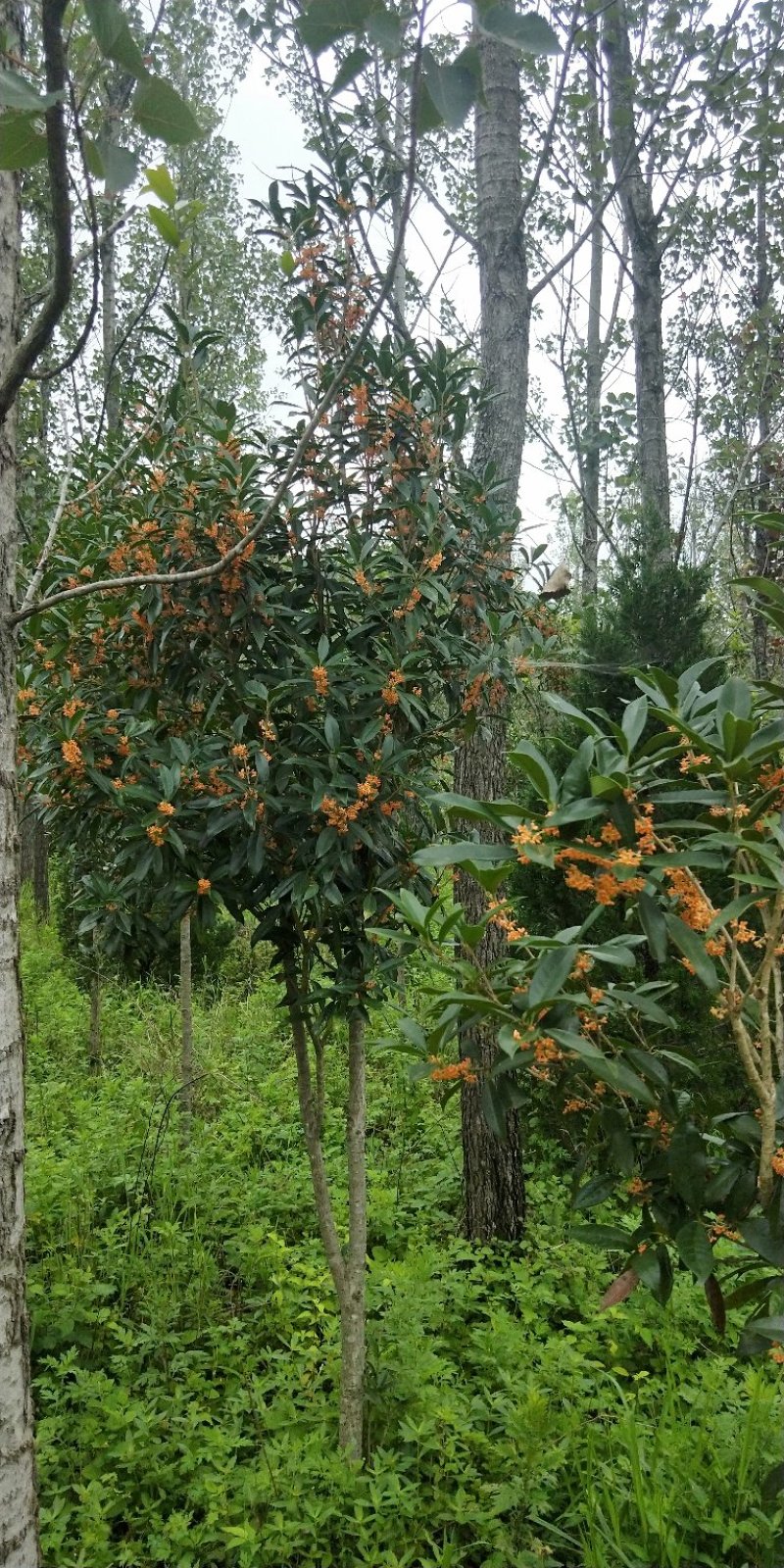 热销桂花苗大小规格都有，米径5-10公分米径15-20公分