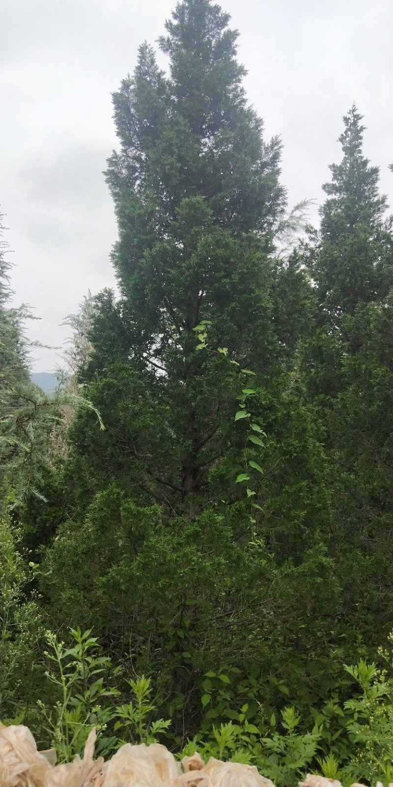塔柏，松柏，扁柏，藏柏可签订合同，要货多价格可商议，