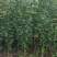 软仔石榴苗签订合同量大价格可商议，有嫁接苗