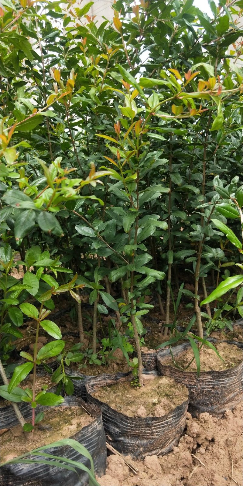 软仔石榴苗签订合同量大价格可商议，有嫁接苗