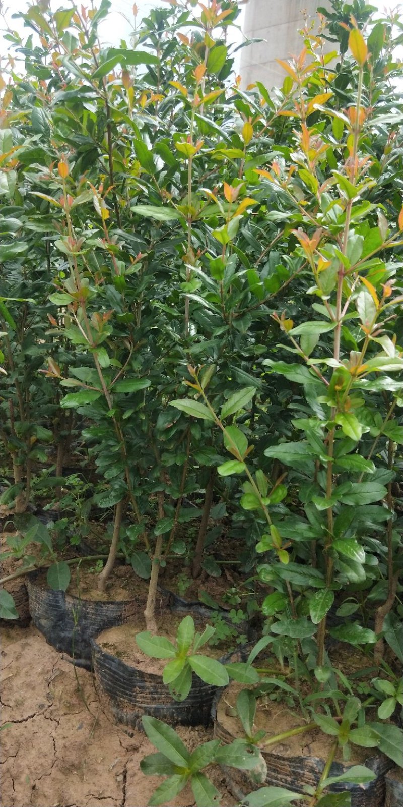 软仔石榴苗签订合同量大价格可商议，有嫁接苗