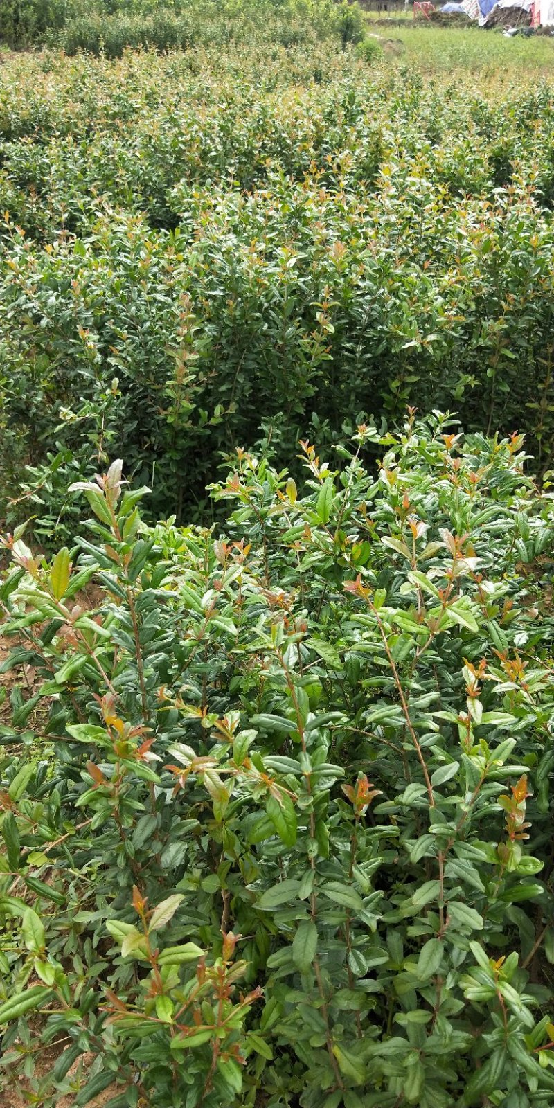 软仔石榴苗签订合同量大价格可商议，有嫁接苗