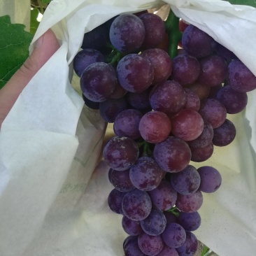 夏黑葡萄0.8~1斤5%以下，套袋夏黑葡萄大量上市，