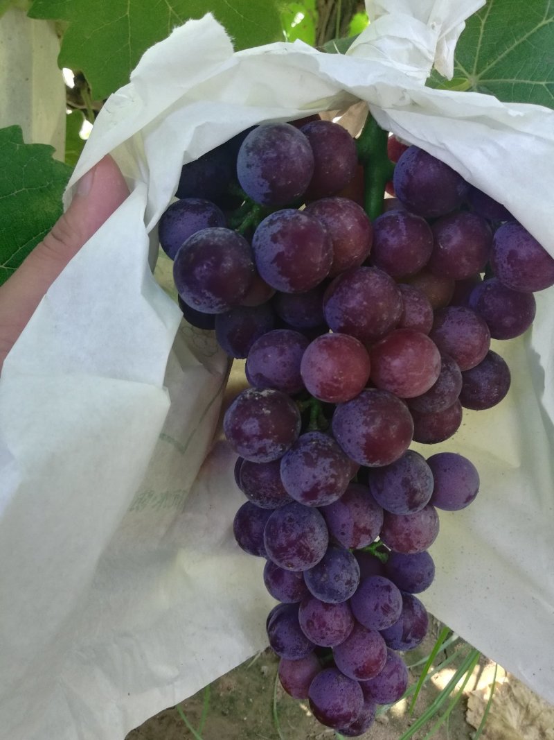 夏黑葡萄0.8~1斤5%以下，套袋夏黑葡萄大量上市，