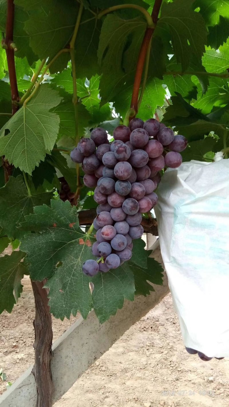 夏黑葡萄0.8~1斤5%以下，套袋夏黑葡萄大量上市，