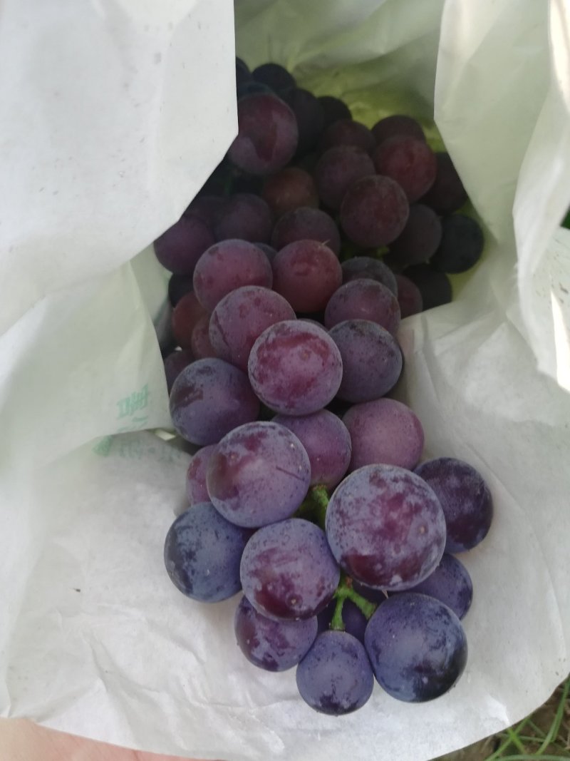 夏黑葡萄0.8~1斤5%以下，套袋夏黑葡萄大量上市，