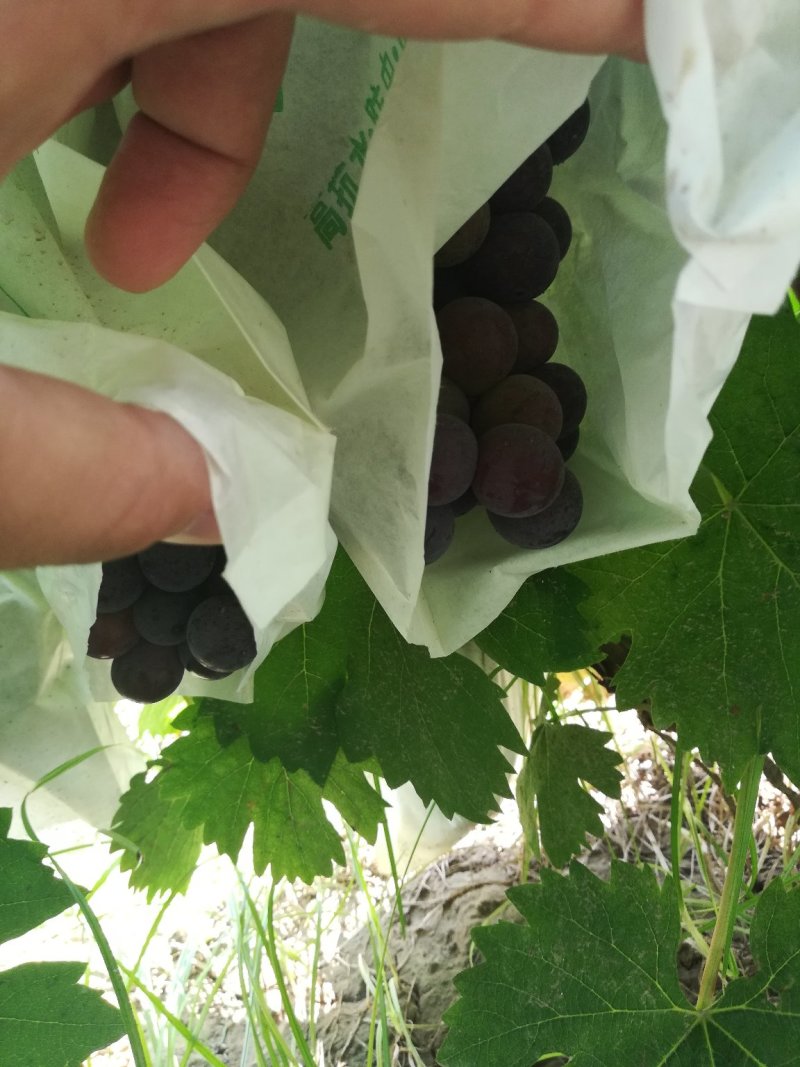 夏黑葡萄0.8~1斤5%以下，套袋夏黑葡萄大量上市，