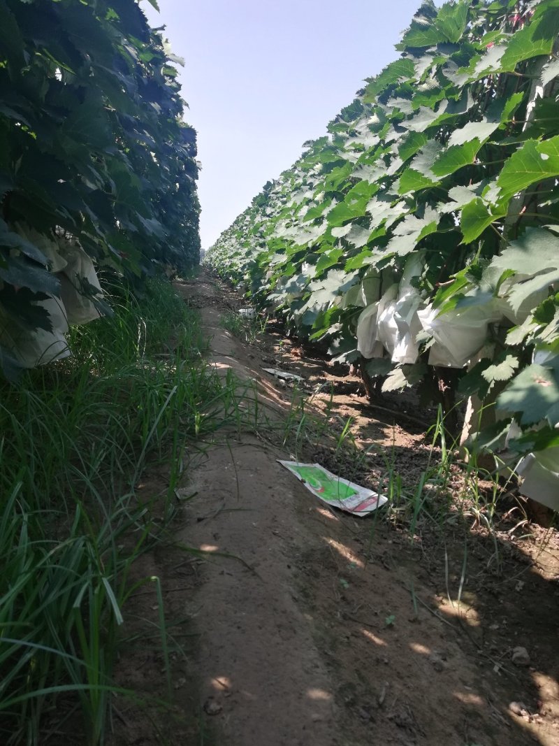 夏黑葡萄0.8~1斤5%以下，套袋夏黑葡萄大量上市，