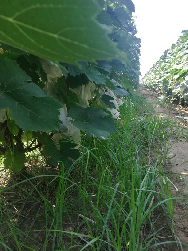 夏黑葡萄0.8~1斤5%以下，套袋夏黑葡萄大量上市，