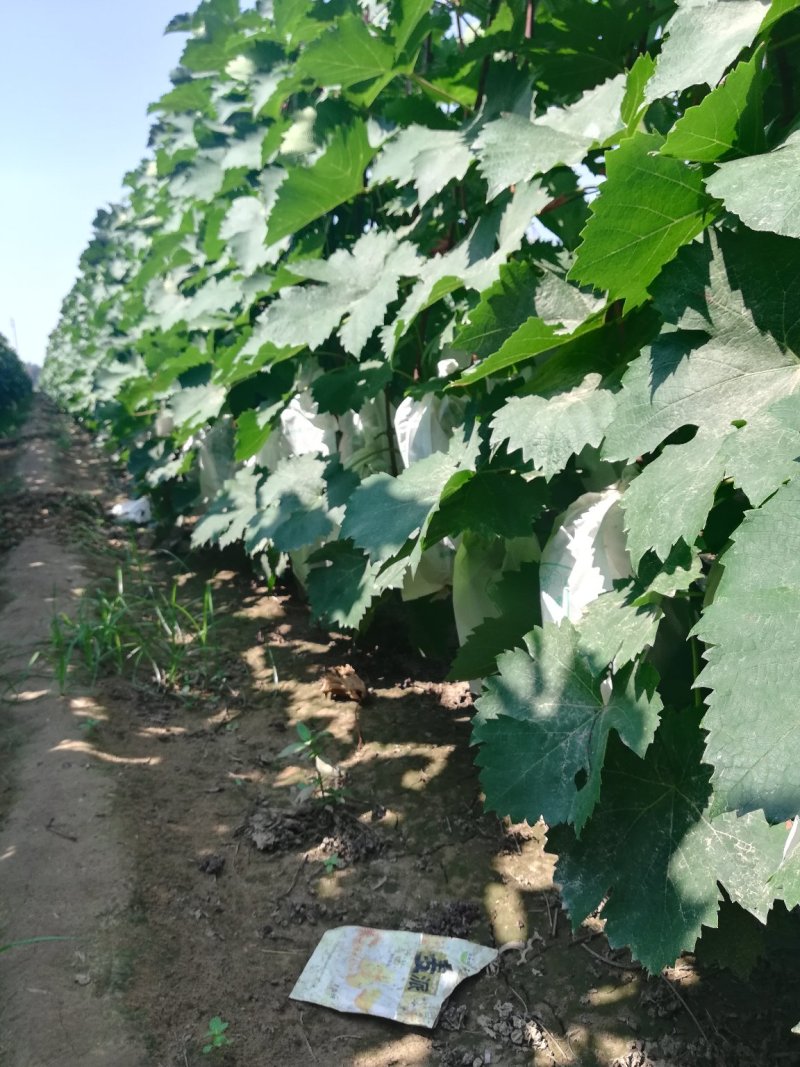 夏黑葡萄0.8~1斤5%以下，套袋夏黑葡萄大量上市，