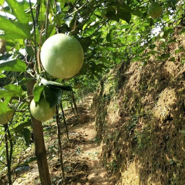黄金百香果
