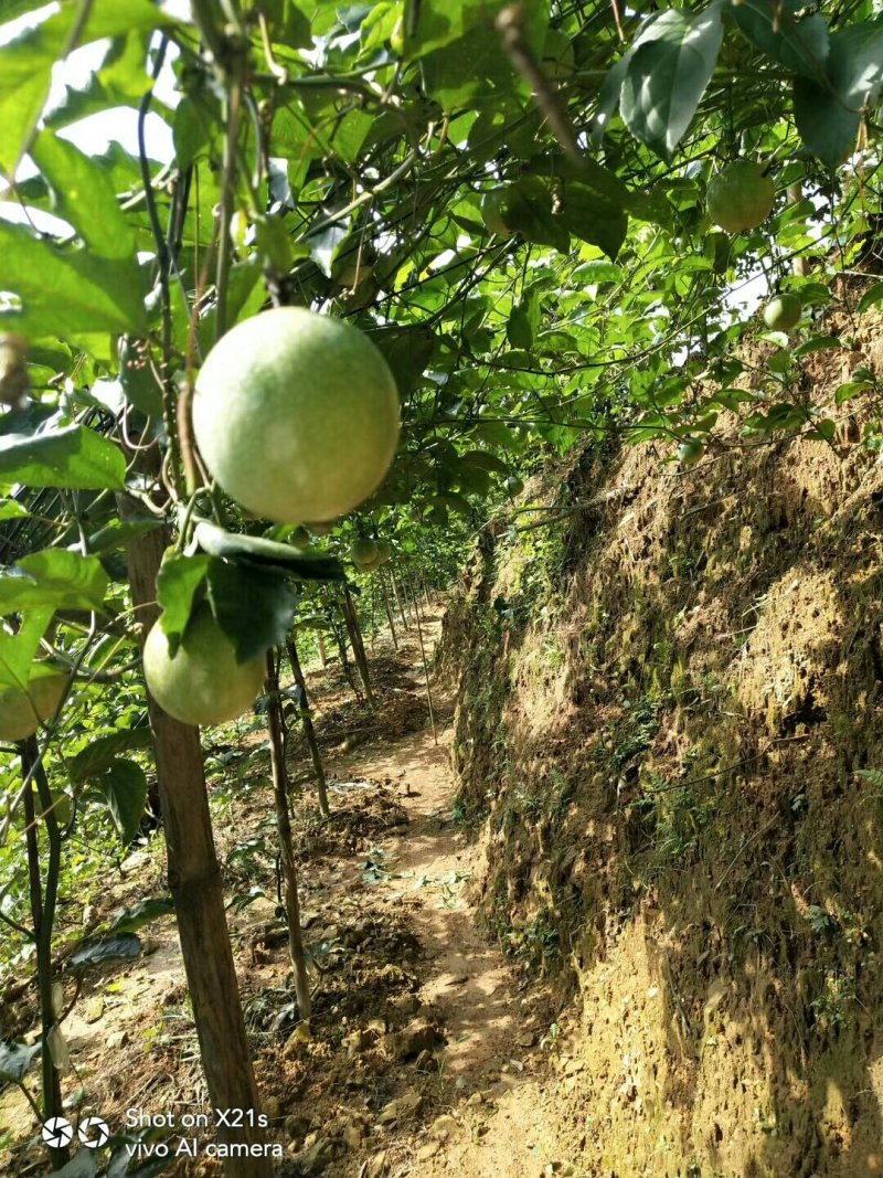 黄金百香果