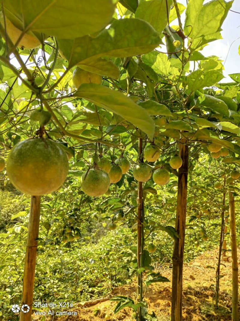 黄金百香果