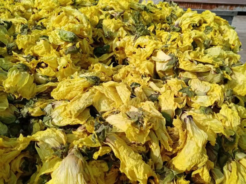 新货黄蜀葵大量加工中，精选统货无黑头