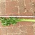 芹菜