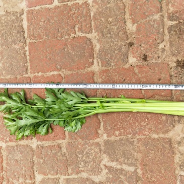 大量出售芹菜