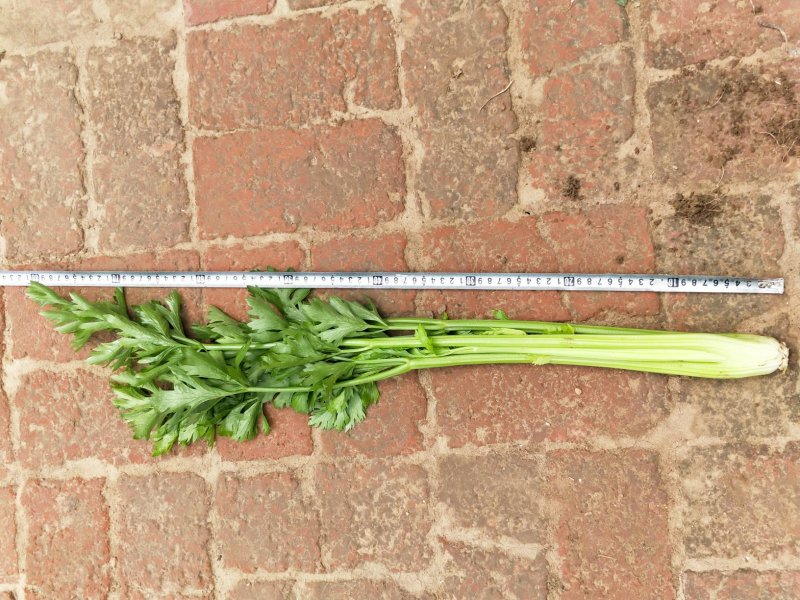 大量出售芹菜