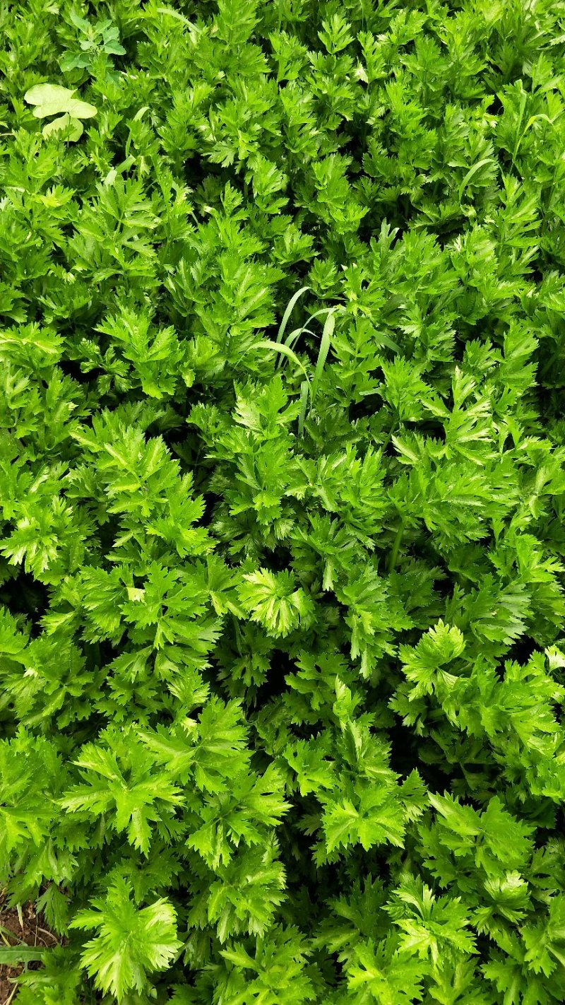 大量出售芹菜