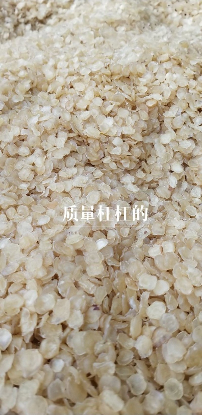 皂角米