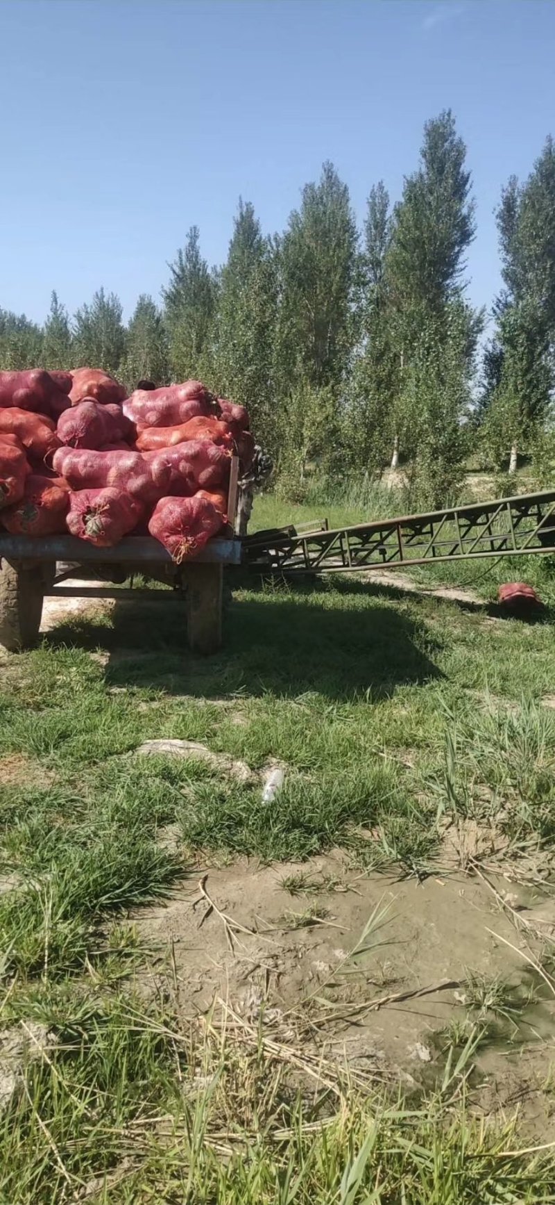 精品南瓜