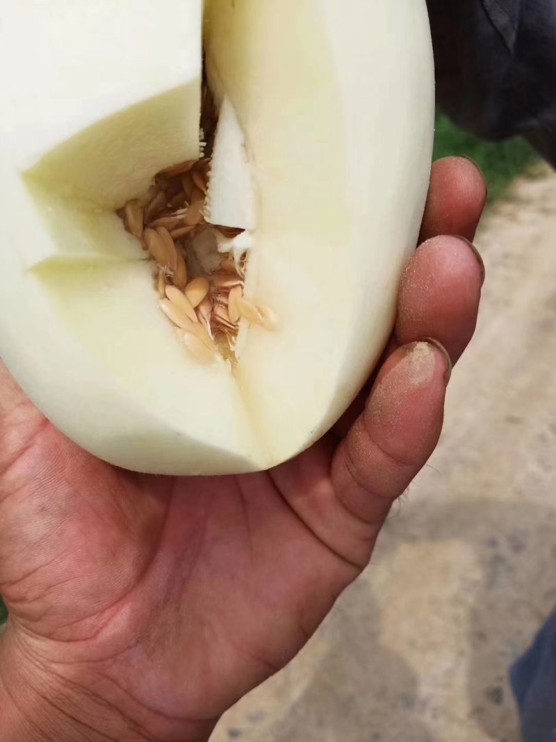 脆梨甜瓜，