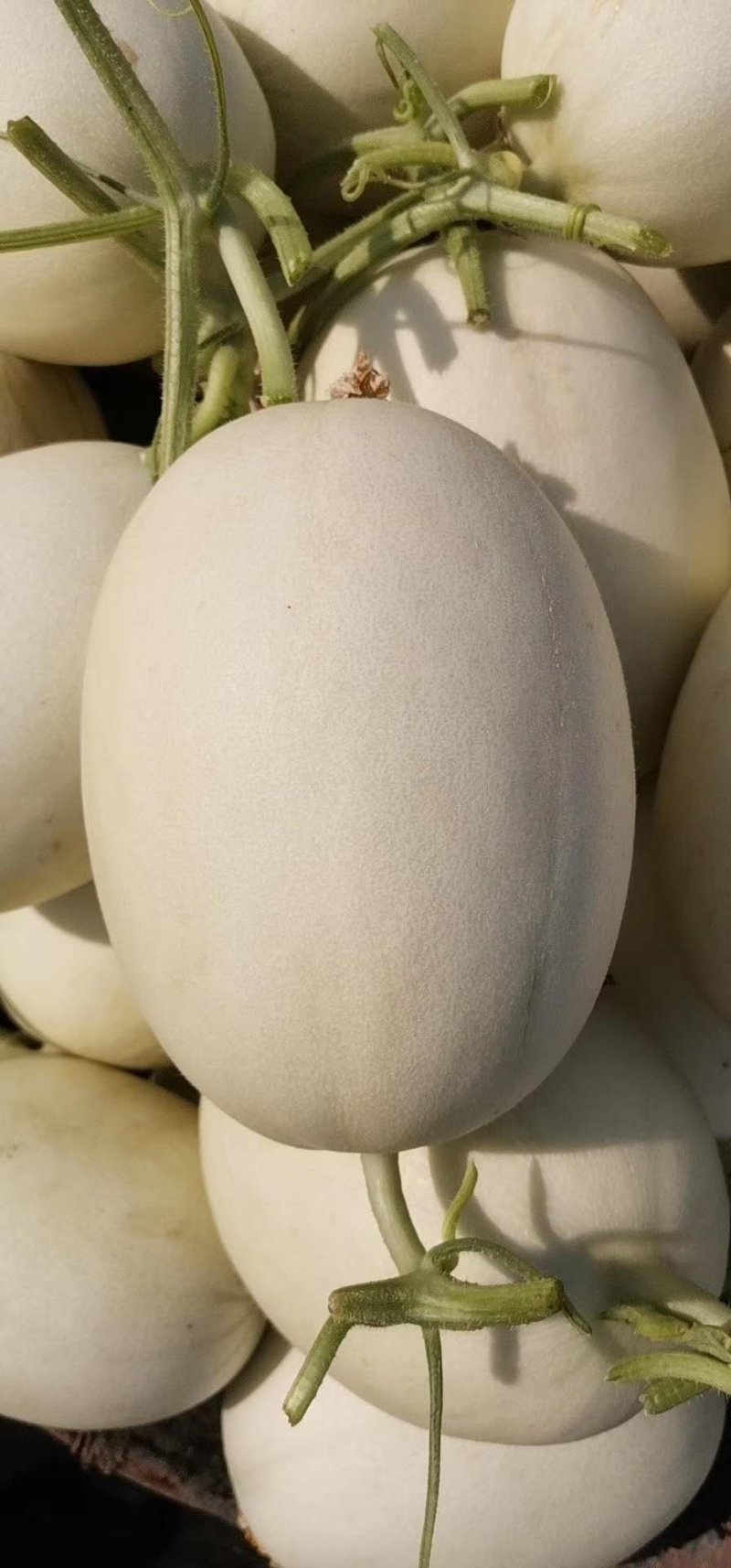 脆梨甜瓜，